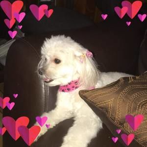 Meet your Posher, Ana